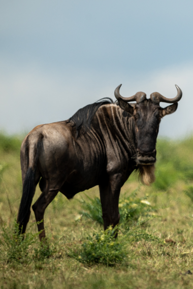 Hunting Blue Wildebeest with Likhulu Safaris